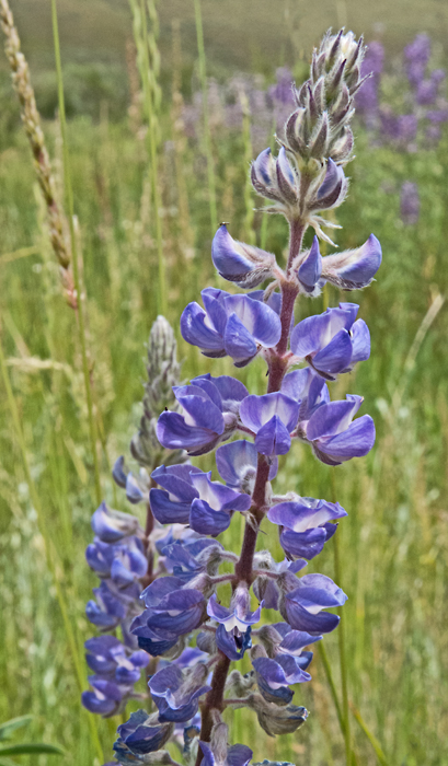 Lupine sp 3.jpg